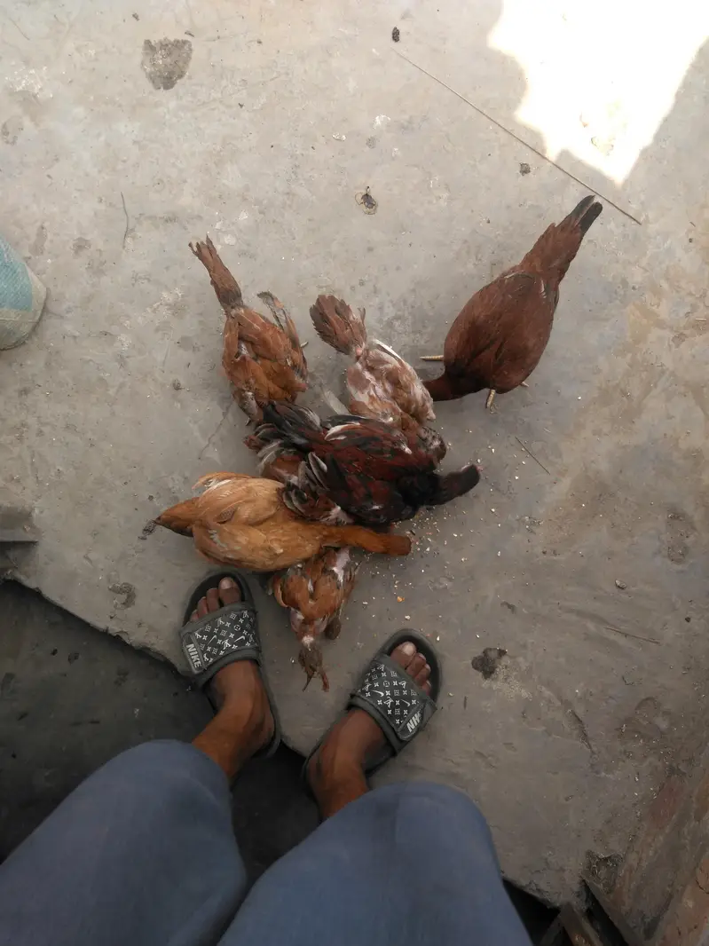 halthi — photo 8