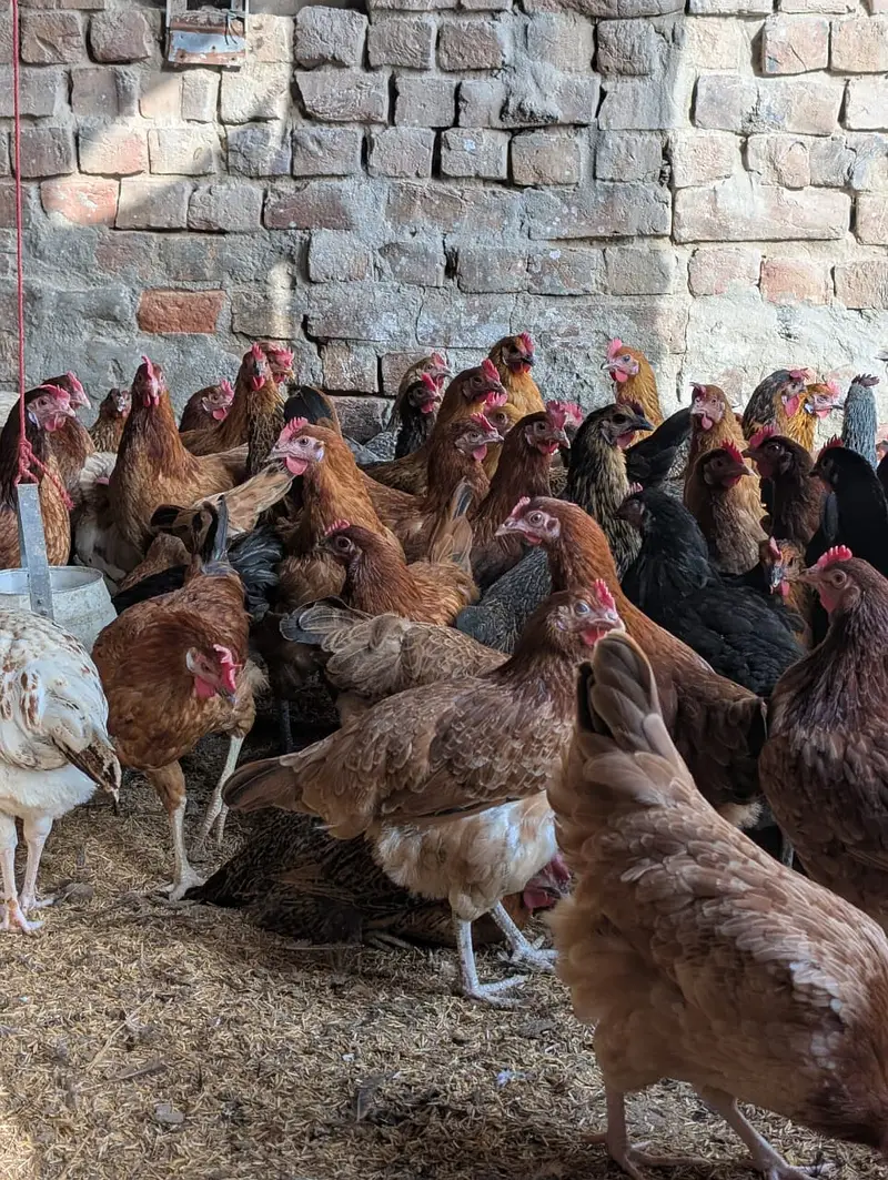 Golden misri hens | Andy wali murghi | Egg laying hens | desi murghi — photo 5
