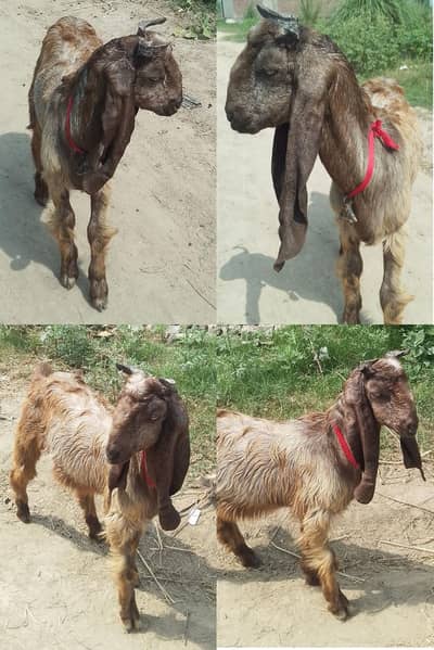 healthy goats for sale