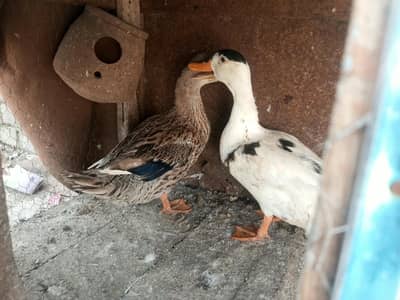 ducks And rabbits for sale 3000pair ducks and 2500 rabbits pair
