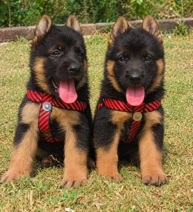 German shepherd long cout pair 2 mahnt for sale active and healthy