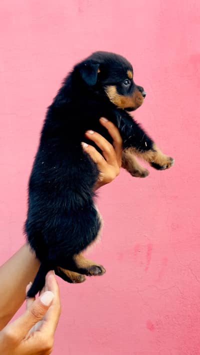 May hom breed ha