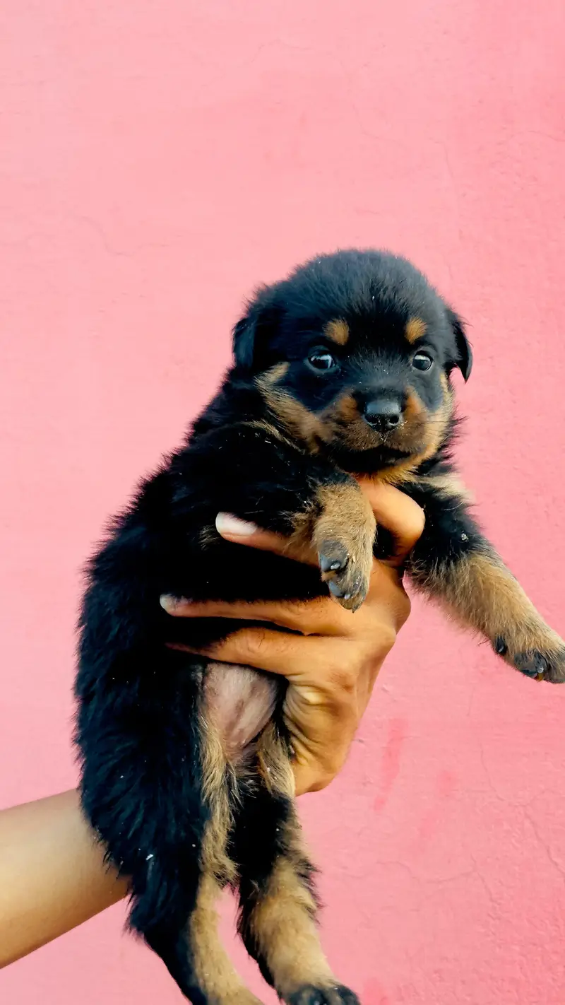 May hom breed ha — photo 3