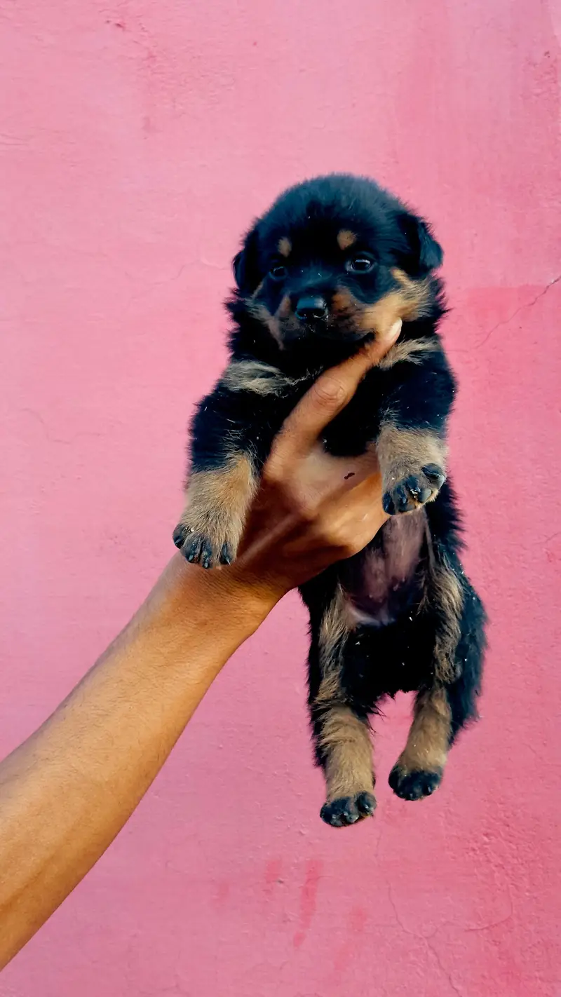 May hom breed ha — photo 4