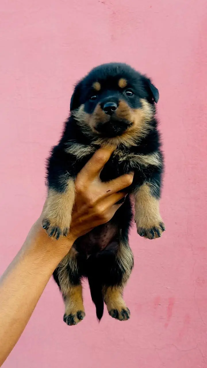May hom breed ha — photo 5