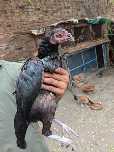 Top quality aseel hens available