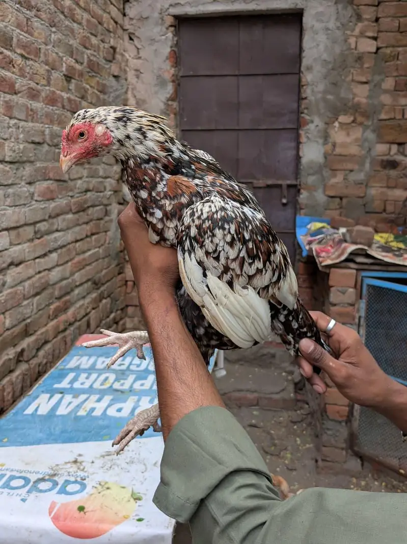 Top quality aseel hens available — photo 2