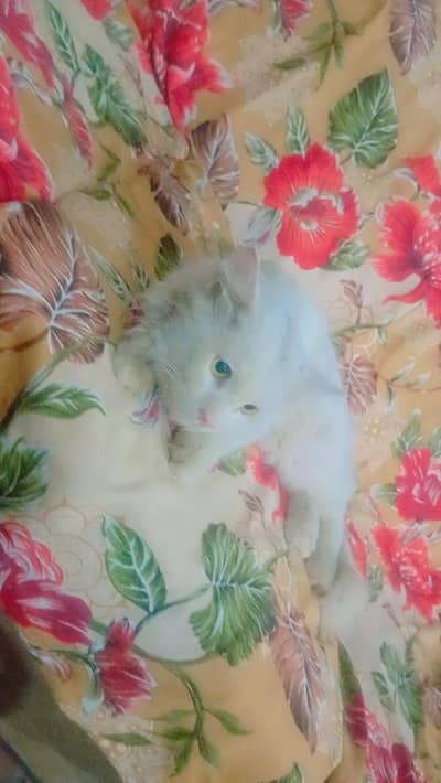 Male cat