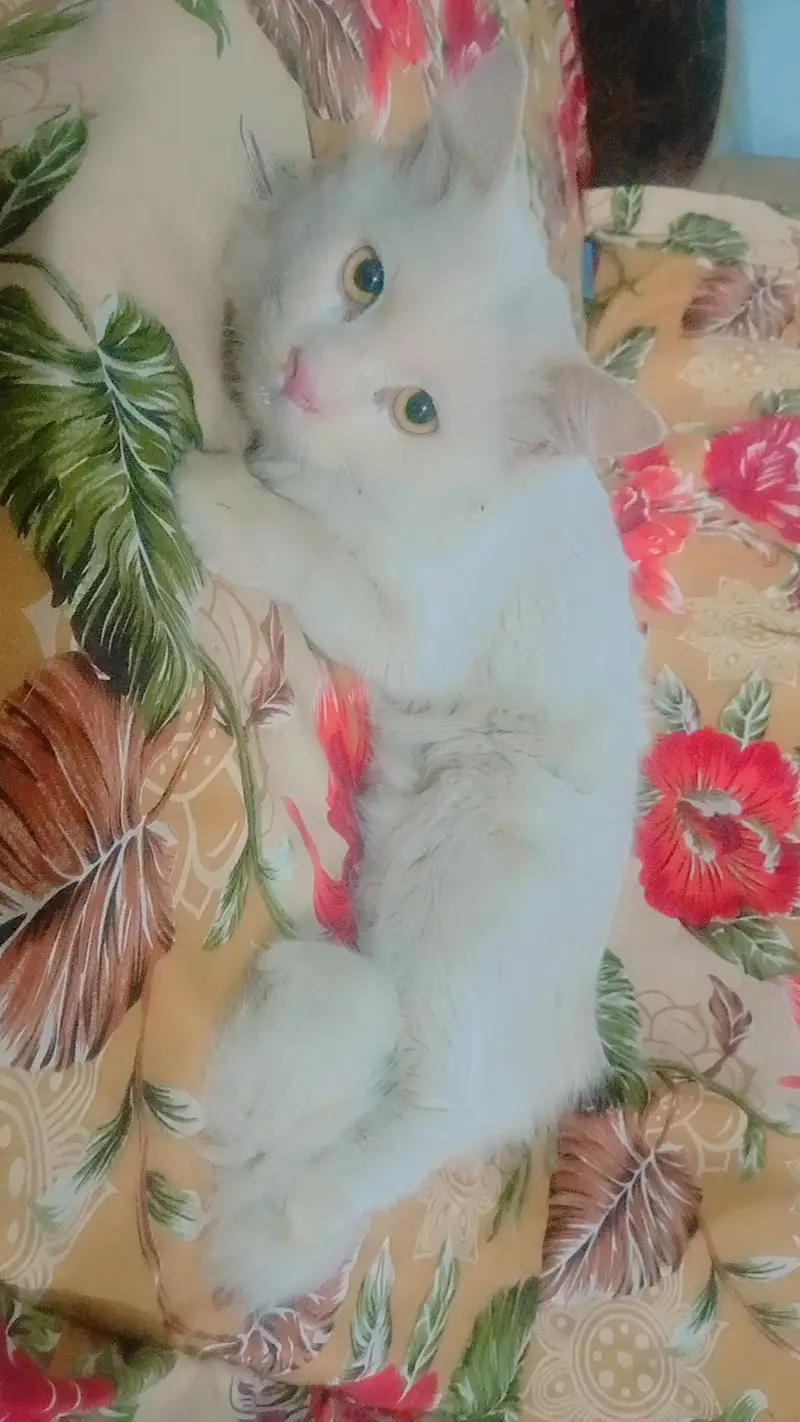 Male cat — photo 2