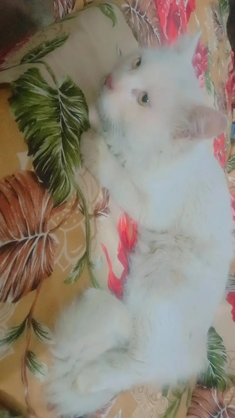 Male cat — photo 3