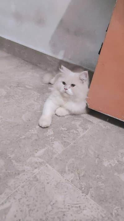 Persian cat