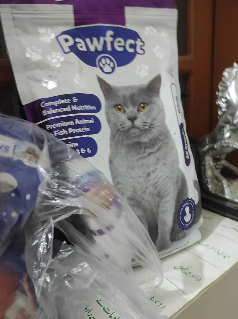 Persian cat 1