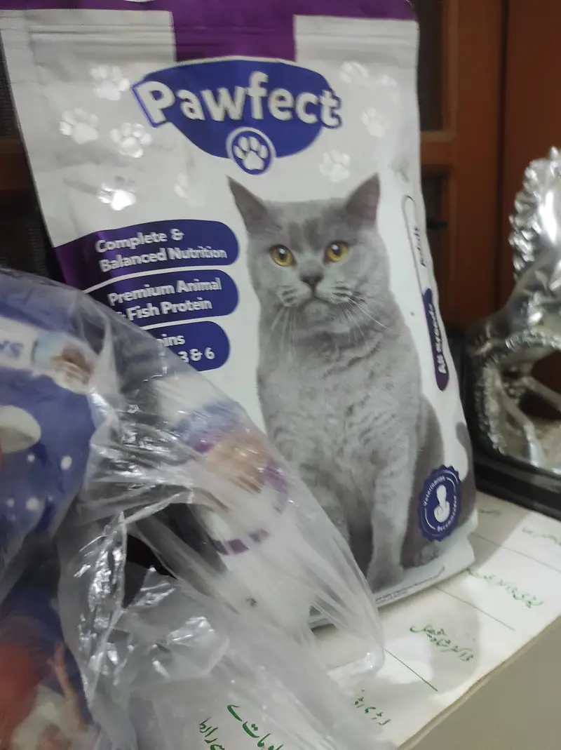 Persian cat — photo 2