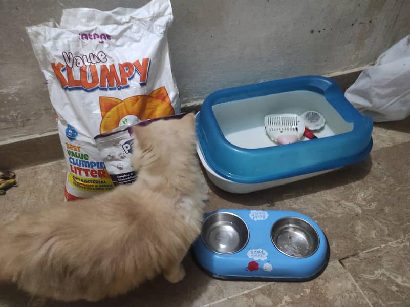 Persian cat 2