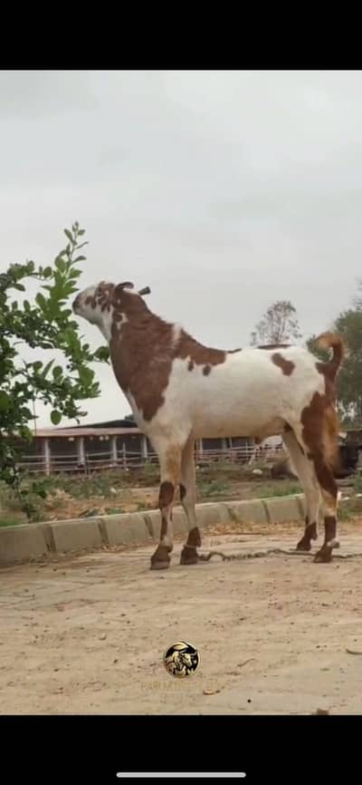 Barbari bakra breeder Goat