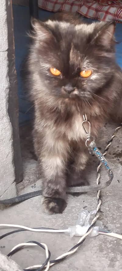 Persian cat for sale