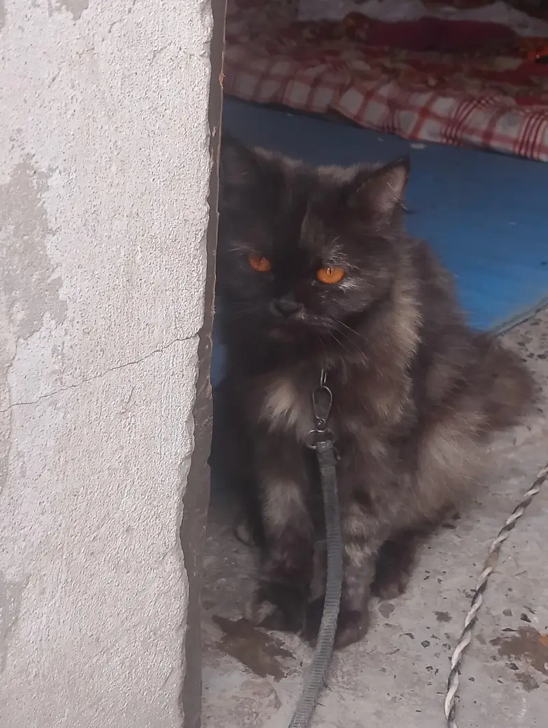 Persian cat for sale — photo 2