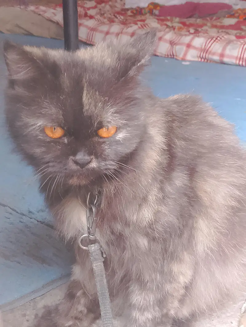 Persian cat for sale — photo 3