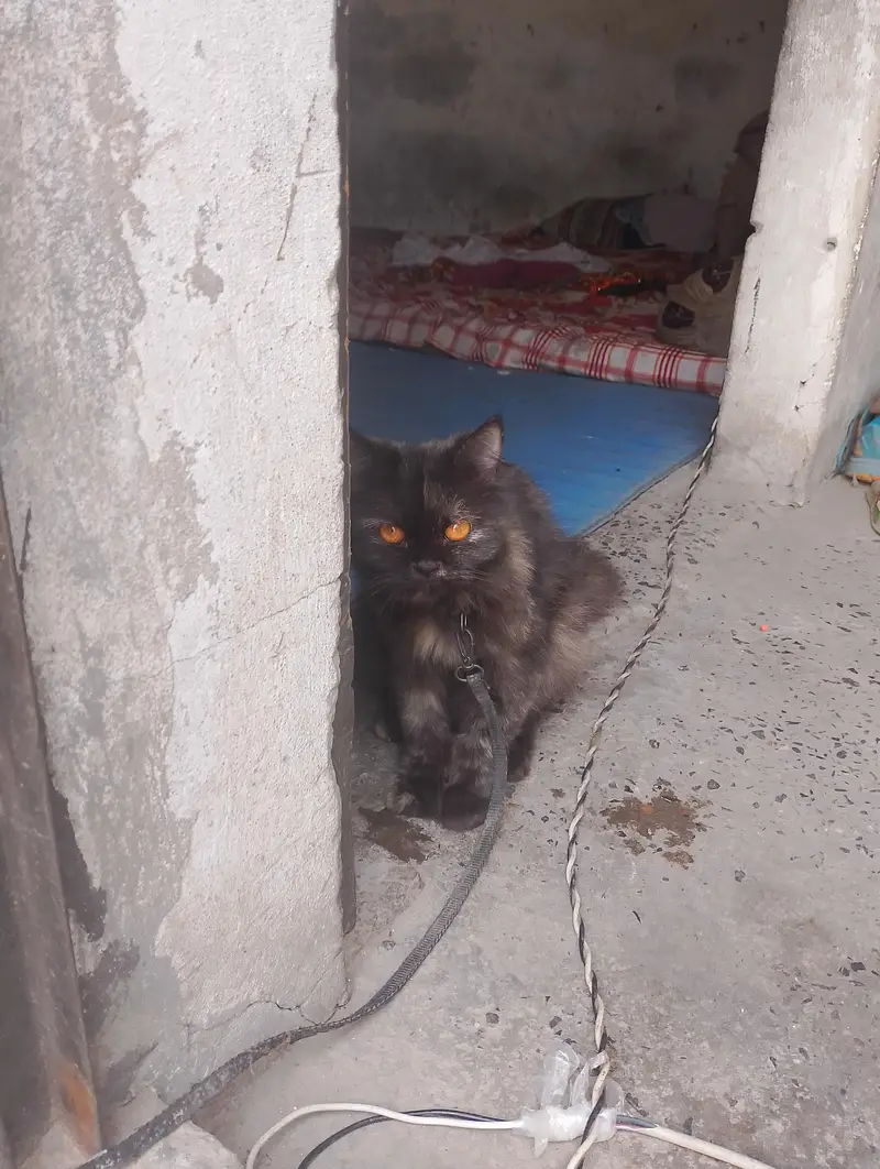 Persian cat for sale — photo 4