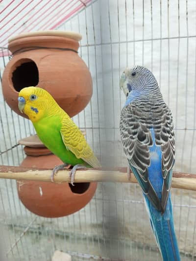 Budies parrot with cage