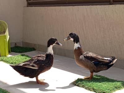 Ducks for Sale