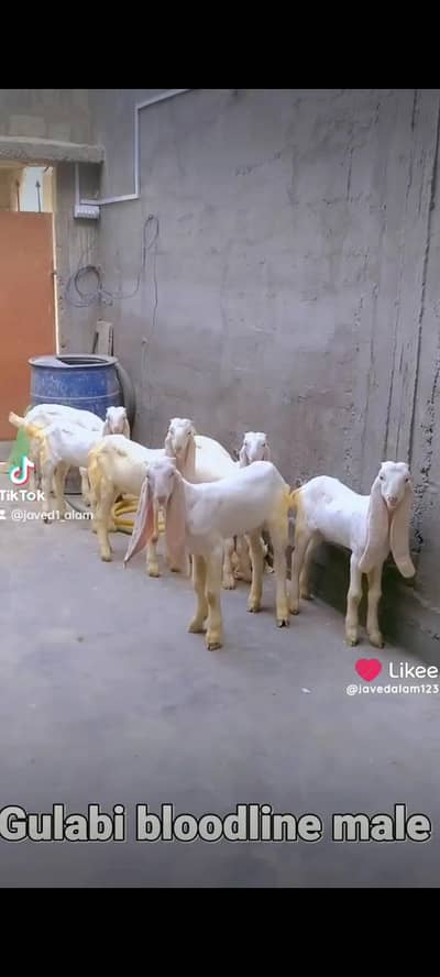 GULABI GOAT BAKRA