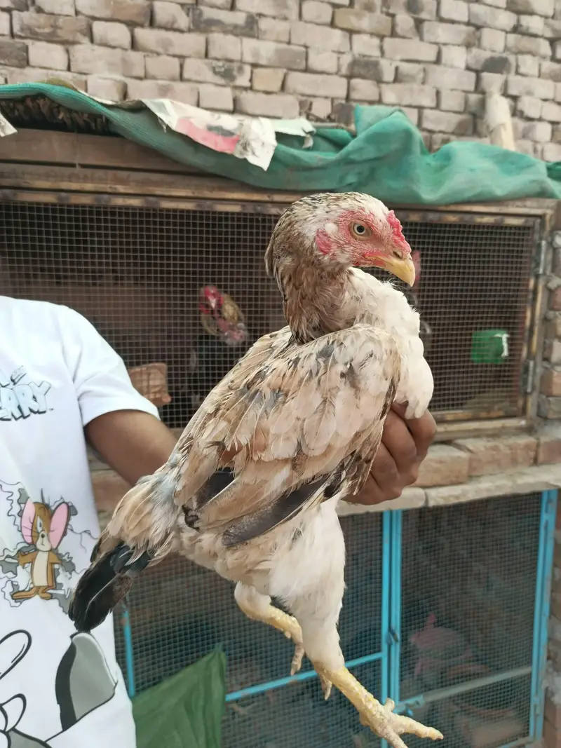 Top quality aseel hens available — photo 3