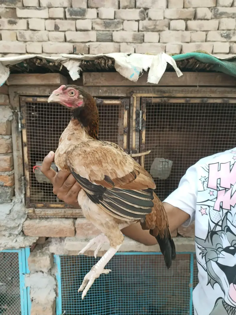 Top quality aseel hens available — photo 4