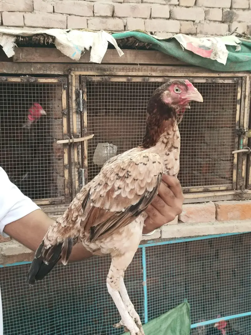 Top quality aseel hens available — photo 5