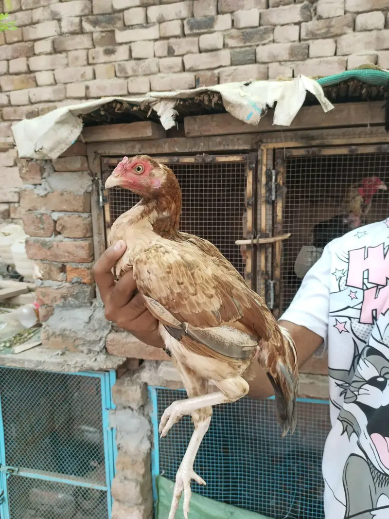 Top quality aseel hens available — photo 6