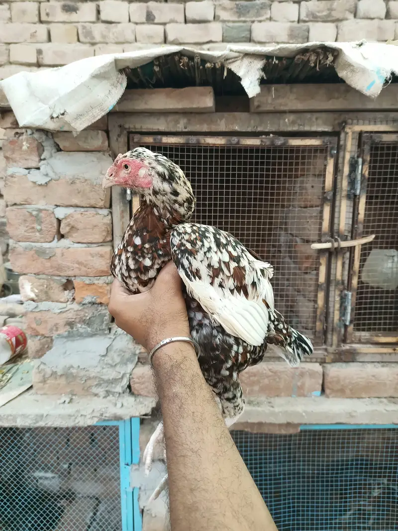 Top quality aseel hens available — photo 7