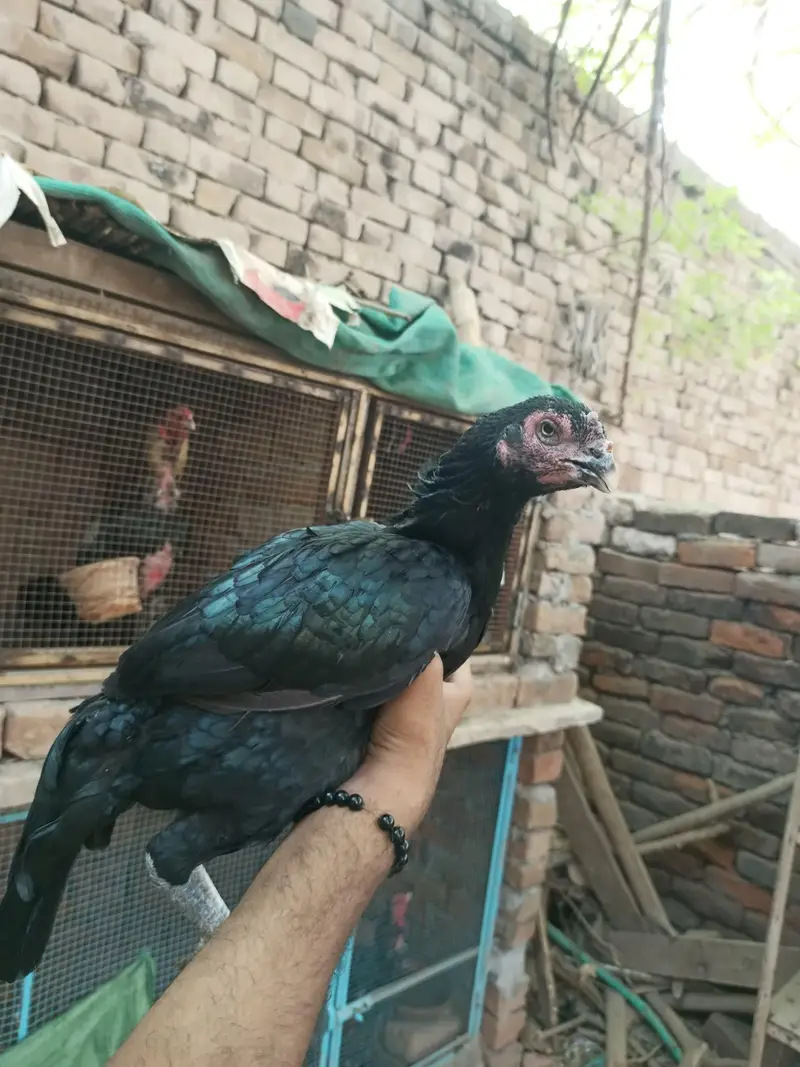 Top quality aseel hens available — photo 8