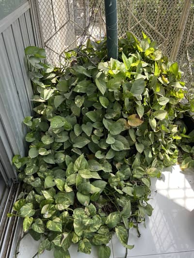Money Plant