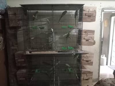 ringneck green britall jode