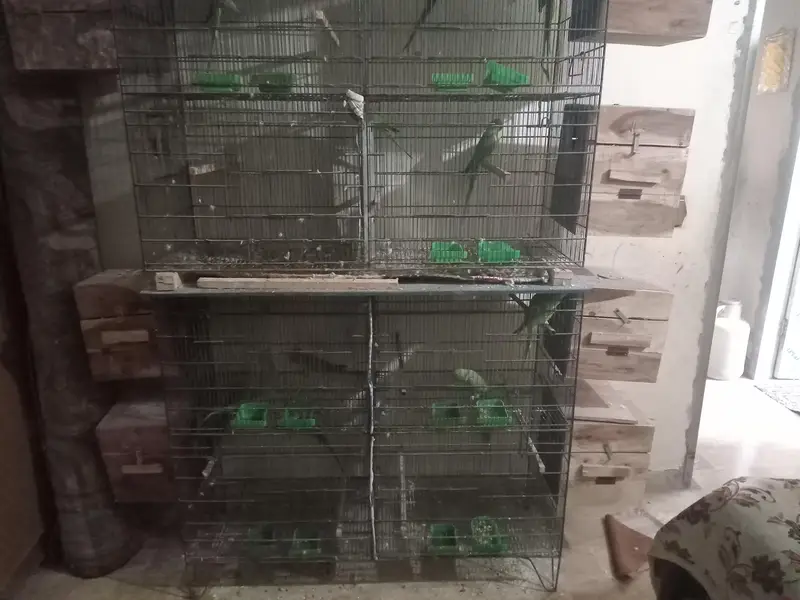 ringneck green britall jode — photo 2