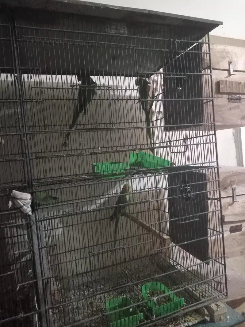 ringneck green britall jode — photo 3