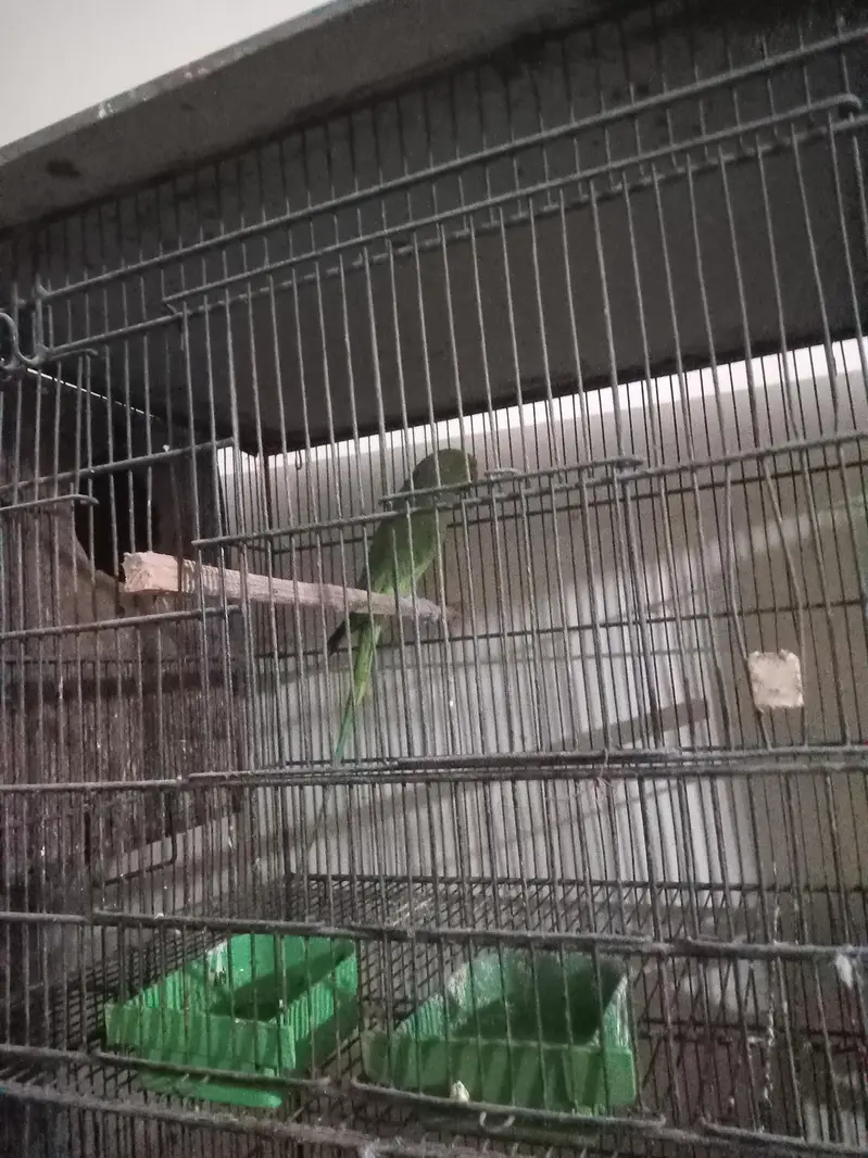 ringneck green britall jode — photo 4