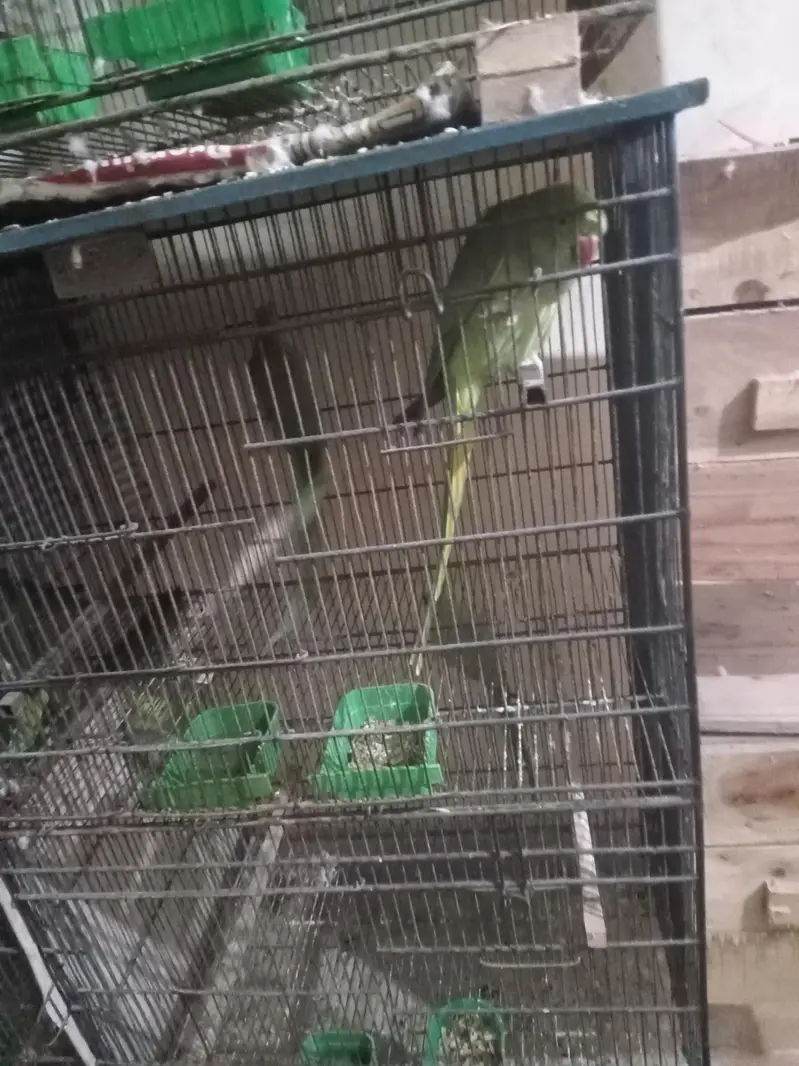ringneck green britall jode — photo 5