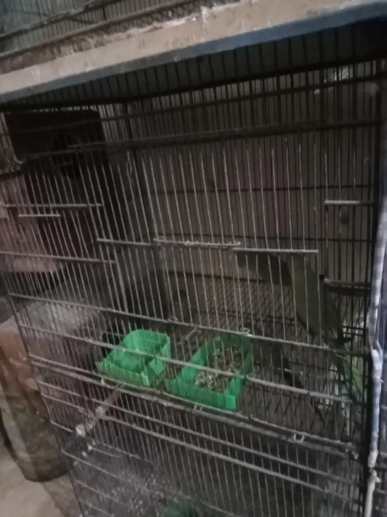 ringneck green britall jode — photo 6