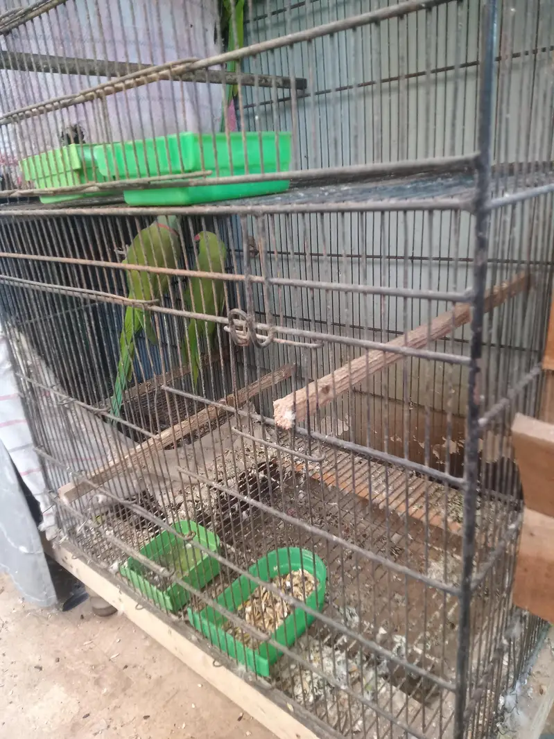 ringneck green britall jode — photo 7