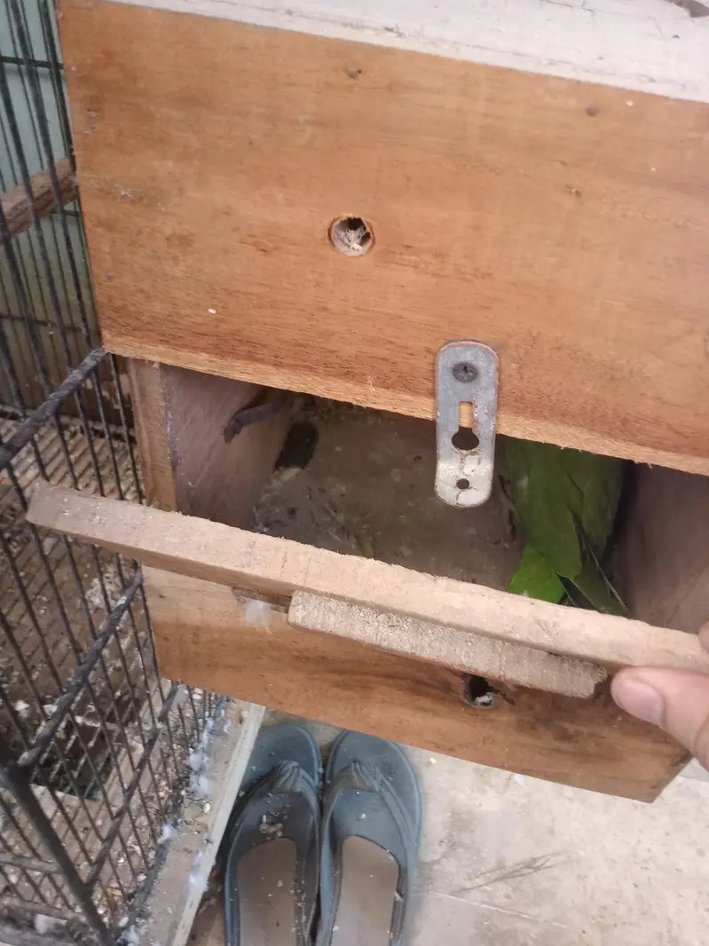 ringneck green britall jode — photo 8