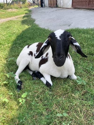 2 Female Dumba