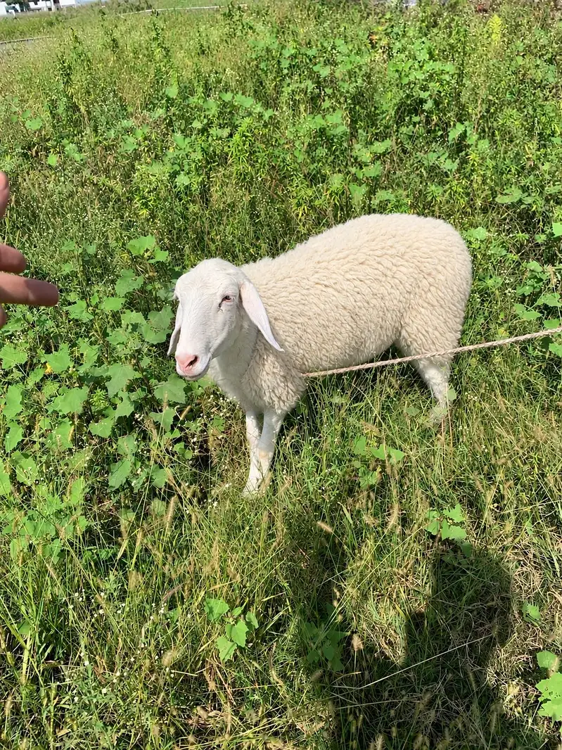 2 Female Dumba — photo 4