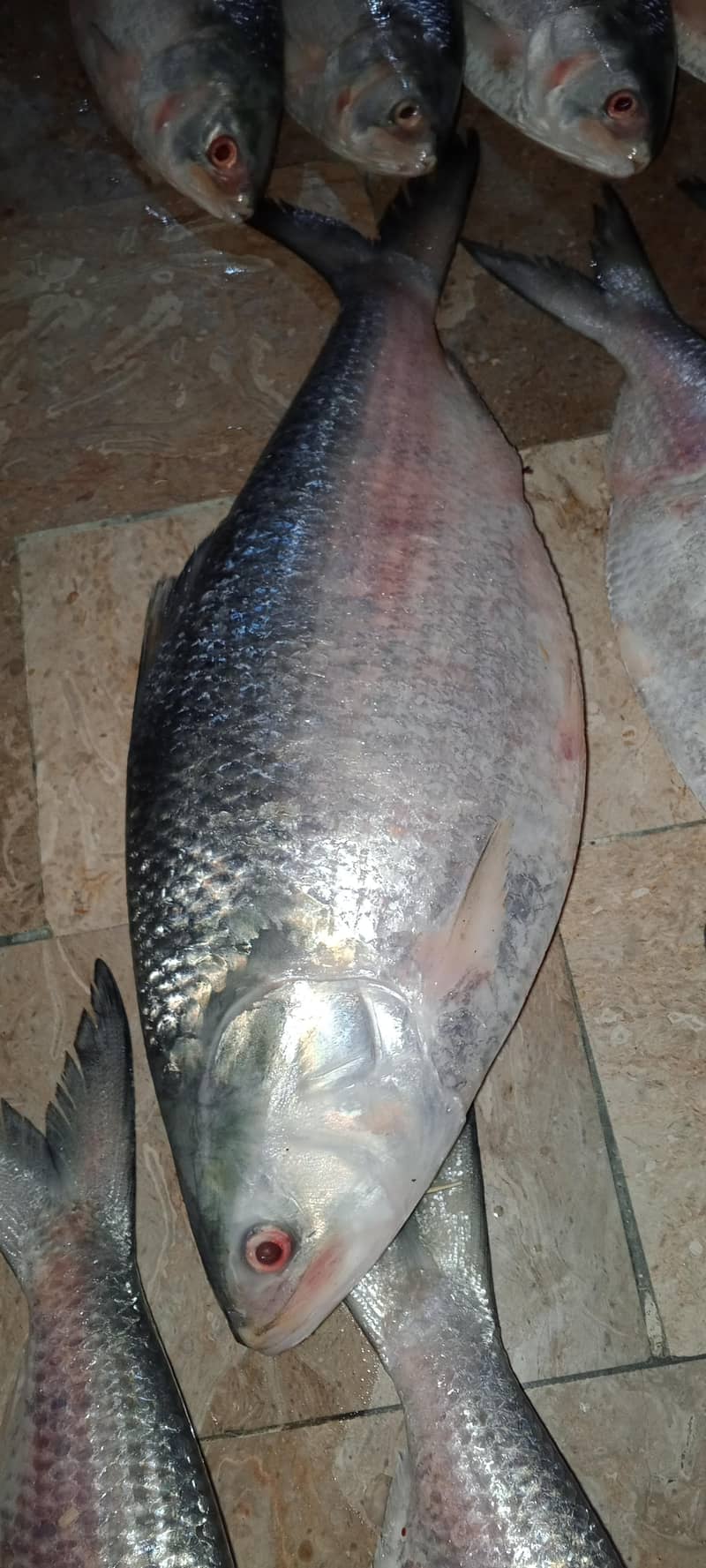 جھینگا فش 1