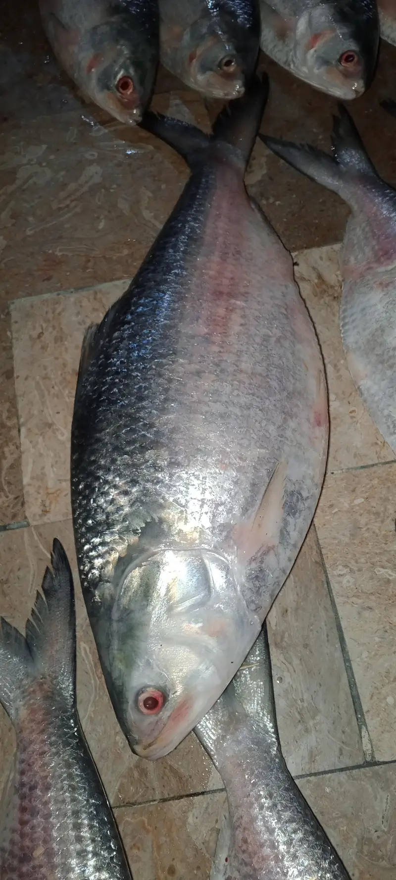 جھینگا فش — photo 2
