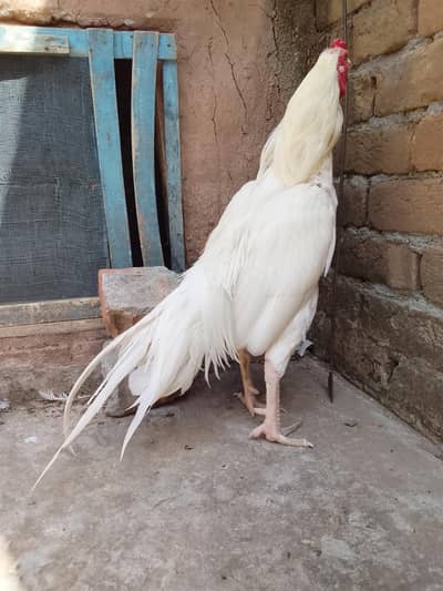 aseel heera murga