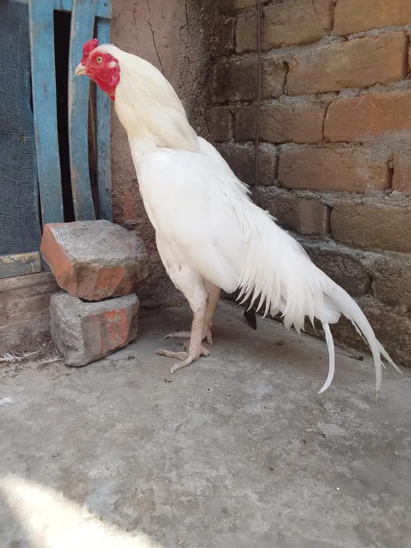 aseel heera murga — photo 2