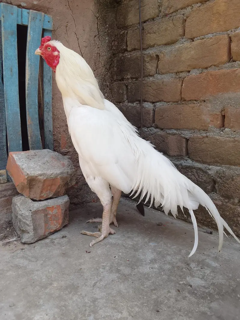 aseel heera murga — photo 3