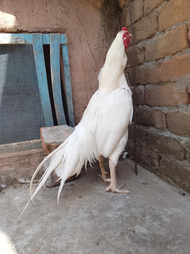 aseel heera murga — photo 4