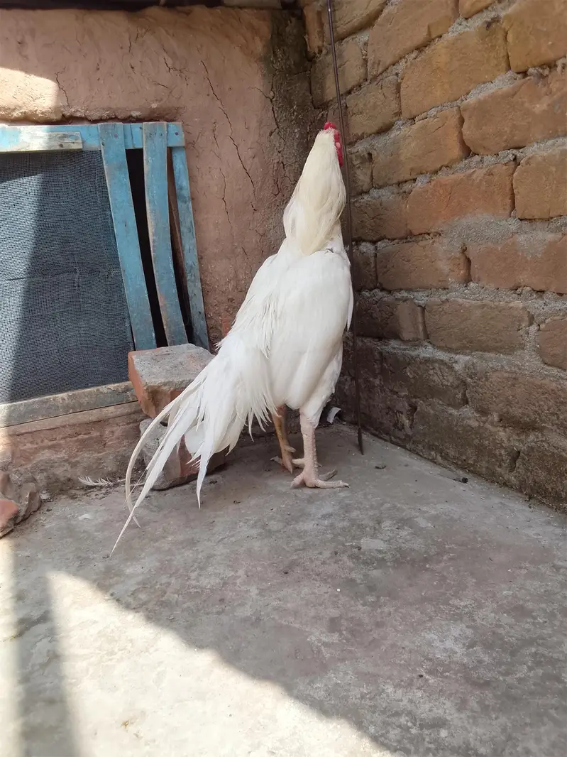 aseel heera murga — photo 5